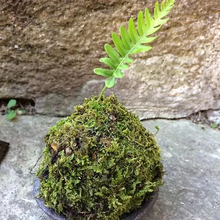 Minshuku D'hotes Japonaises 3* Thiers