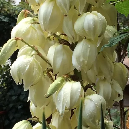 Bed & Breakfast Minshuku D'hotes Japonaises